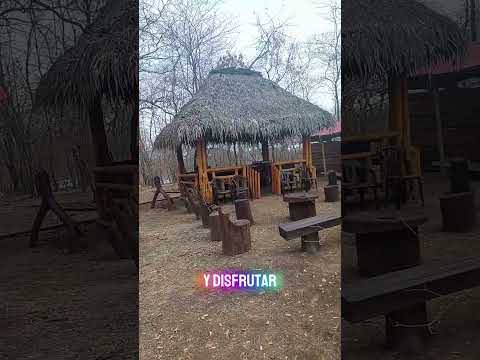 🌼 #Guayacanes #Florecimiento2025 #Colimes #TurismoEcuador #MunichTvDigital