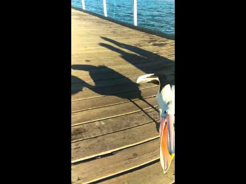 ペリカンが少年を食べようとする