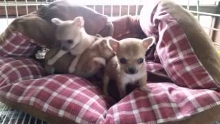 preview picture of video 'Cachorras Chihuahuas de la Alborada'