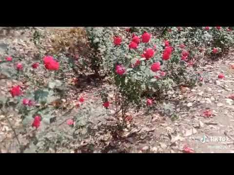 Beautiful flowers 🥰🥰#shorts