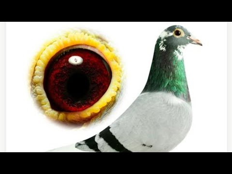 Top Quality Breeder Racing Pigeon From " Wim & Steven De Troy " For Sale In Pipa Pigeons Auction