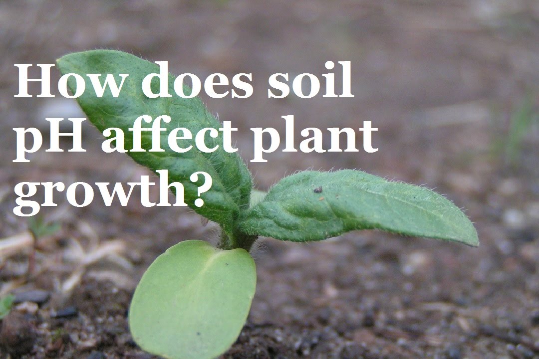 how-does-soil-ph-affect-plant-growth-en-general