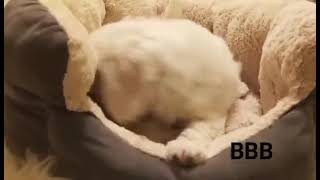 Video preview image #2 Bichon Frise Puppy For Sale in ORLANDO, FL, USA