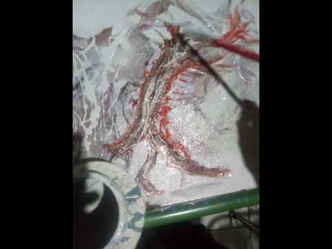 PINTURA EN VIVO con Enrico Diaz Bernuy 2021 Lima, Perú.