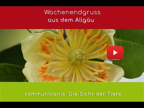 Tulpenbaumgruss von communicanis