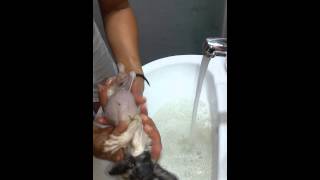 Sevimli Kedi Banyosu
