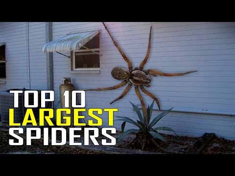 Top 10 World's Largest Giant Spiders in the World