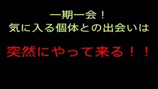 【新魚追加報告！】巡り会い魚！出会いは突然に～