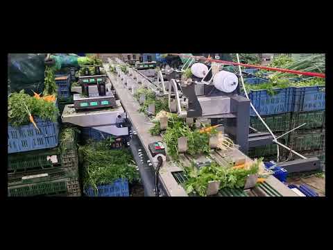 Pęczkowanie warzyw wiązarką ARC włoszczyzna łamana