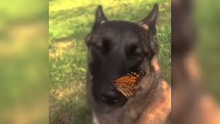 Cover art for no enemies