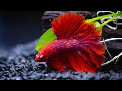 How to Choose a GREAT Betta for your Aquarium!