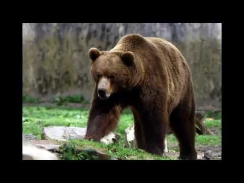 BJØRNEN VÅGNER -  Robin H. Sørensen