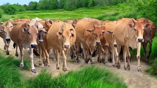 Download lagu Video Mengiring Sapi Lembu Gembala Menuju Ke Kandang Peternakan Hewan Ternak Sapi - Bunyi sapi lucu mp3