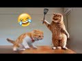 Lustige Katzen und Hunde 🐶🐱 Lustige Tiervideos #35