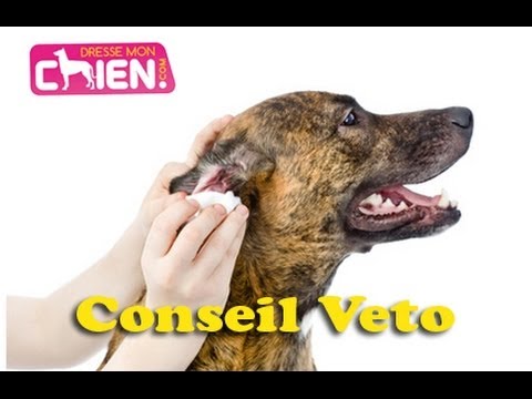 comment nettoyer les oreilles d'un chien