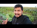 Nikunj Vasoya Farm Vlog In Gujarati Vegetables At My Farm