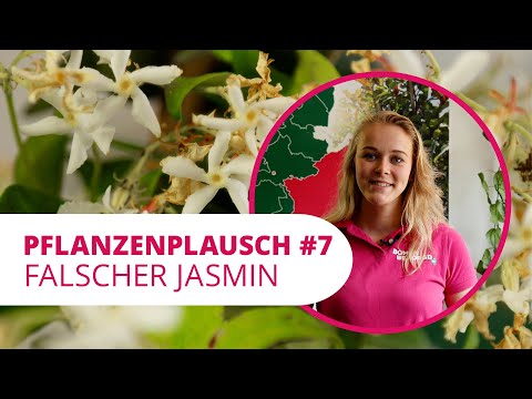#7 PflanzenPlausch | Falscher Jasmin