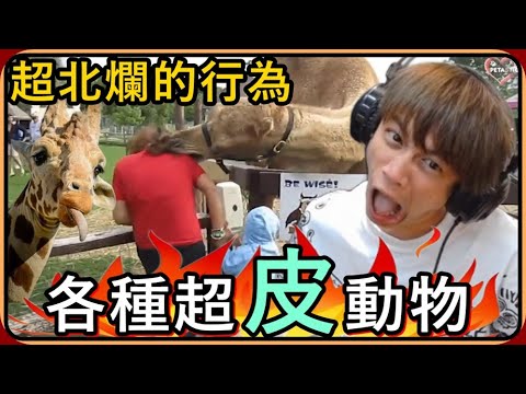 【Ru儒哥】超北爛的行為 ! ! 世界各地超皮的動物🤣🤣既恐怖又好笑，動物居然比我這隻猴王還G8🔥🔥【動物大集合】