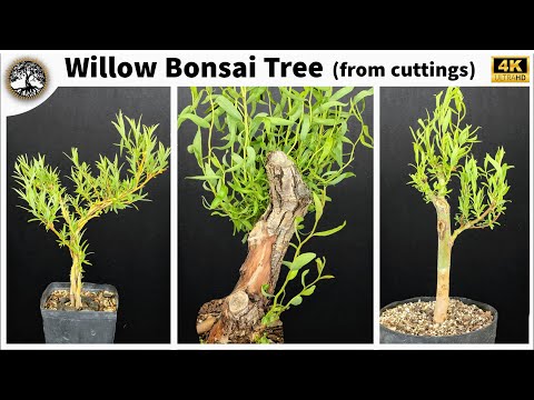 Willow Bonsai Tree (from cuttings) pt2
