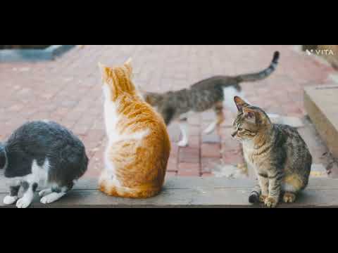 #khushveer #cute moments cats ##fun