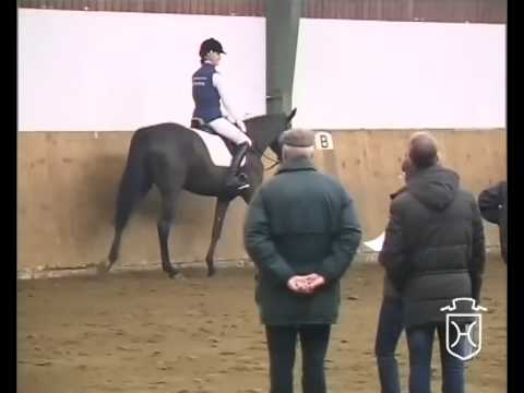 Holsteiner Stute von Chupamint - Julio Mariner xx - Acord II