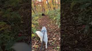 【え？クマ？】ある秋の日 森の中をお散歩中　#犬との暮らし #siberianhusky #doglover