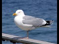 Gulls Seagulls How Nature Works Gull Territoriality Short Documentary 海鸥鸟 सीगल पक�