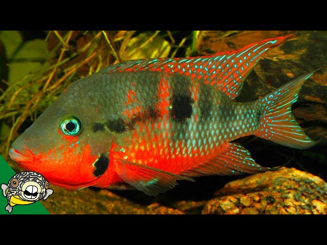 THE FISH HOUSE! THE KING OF CENTRAL AMERICAN CICHLIDS!