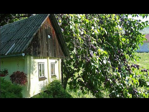 Simpatizeri ---  Stara sliva