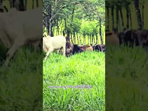 #cowboys country song "Remember When"Las Nuevas Delicias Dolores Petén, Guatemala