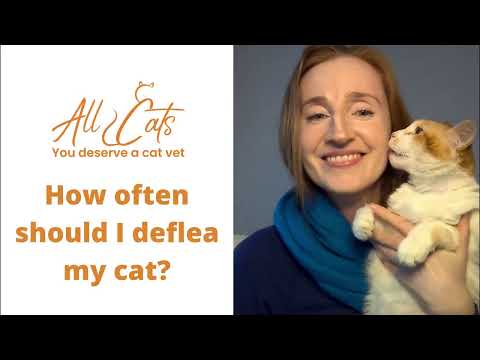 How often should I deflea my cat?