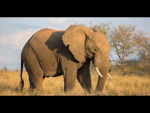 Elefant kurz erklärt