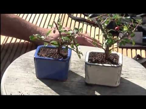 Bonsai 2019-20 - Zwergmispel Cotoneaster - Shohin oder ganz kleine Bäume