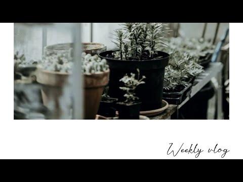 Weekly vlog|shopping+ice cream date