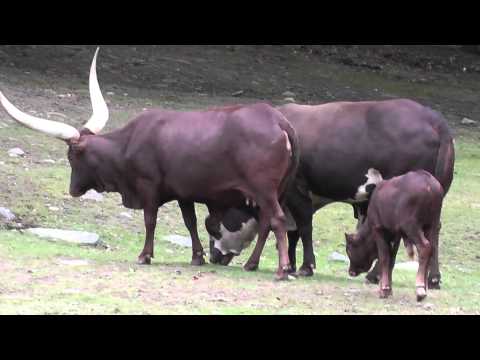, title : 'On Location: The Ankole-Watusi (Cattle)'