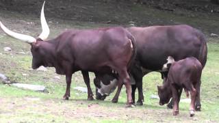 On Location: The Ankole-Watusi (Cattle)