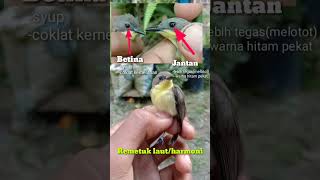 Download lagu Sea Remetuk/Male and Female Harmony #birds #kicaumania #animals mp3 Download lagu Sea Remetuk/Male and Female Harmony #birds #kicaumania #animals mp3
