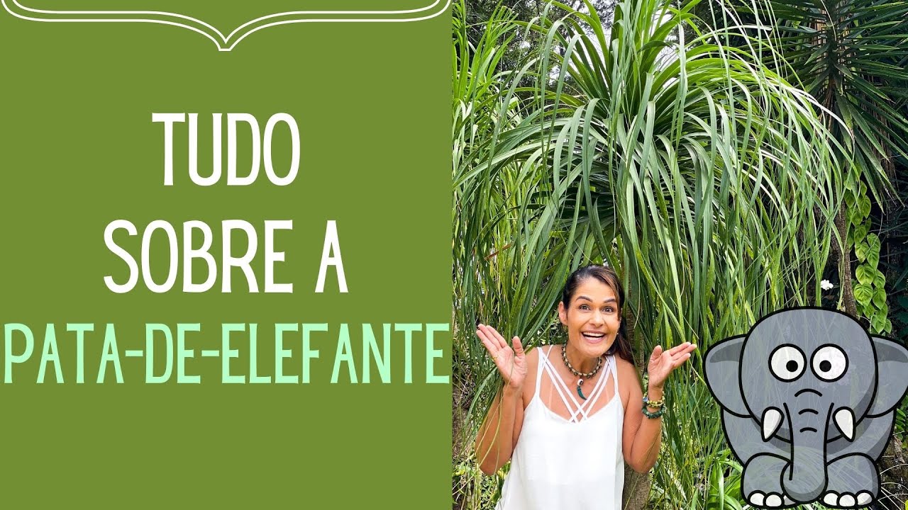 PLANTAS VERDES: Pata de-Elefante: Todos os cuidados e como fazer mudas desta planta