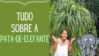 PLANTAS VERDES: Pata de-Elefante: Todos os cuidados e como fazer mudas desta planta