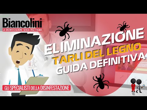 🔴​⚠️Come eliminare i tarli del legno: la guida definitiva🔴​⚠️