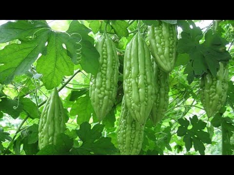 World's Most Bitter Fruit - Japan Agriculture Technology - Bitter Melon Harvest- Green Farm