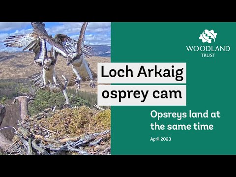 Synchronised landings - Loch Arkaig Osprey Cam highlights