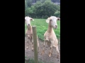 Sneezing goat