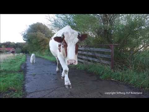 Nach dem Regen über den Kuhdamm
