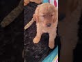 Golden Retriever dogs for sale: Archie - Video 1