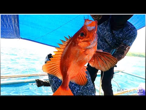 EP631-P1 - From Ocean to Plate | Deep Sea Fishing | Shark Catch 'n Release