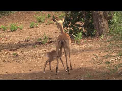 Mother Impala suckling and grooming her newborn lamb