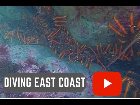 Diving East Coast Waiarapa