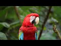 10 Hours Of Tropical Birds Sounds A Beautiful Parrot Exotic Birds Songs For Relax