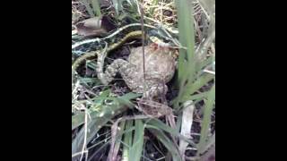 Look what bandit found Charter Oak Park Manchester Ct